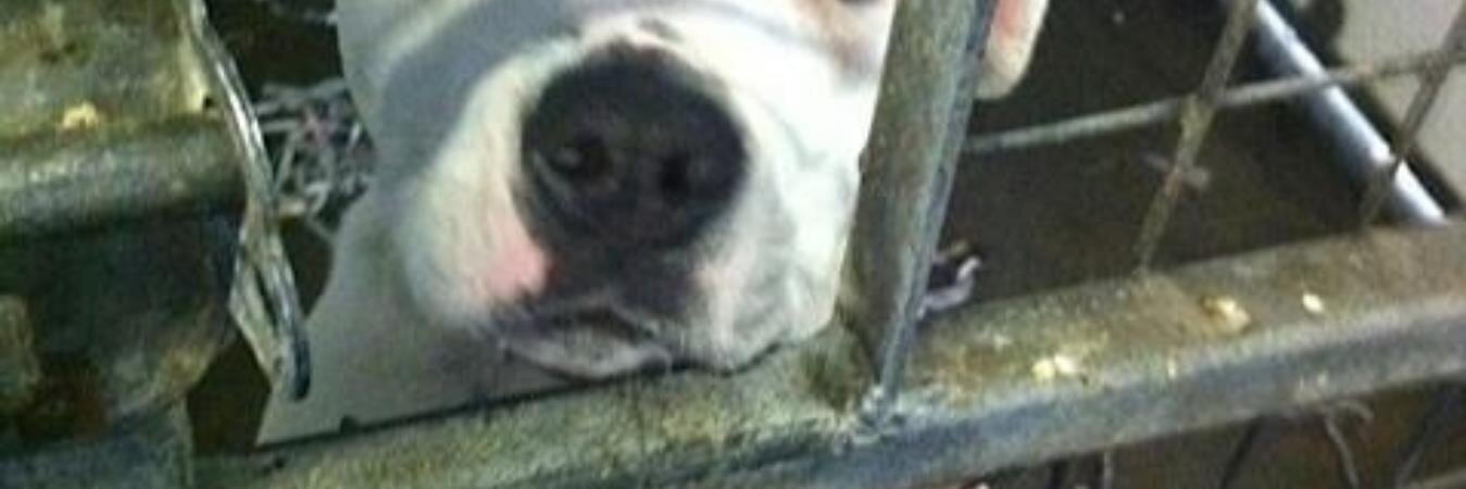 TheCanineCode's profile banner image