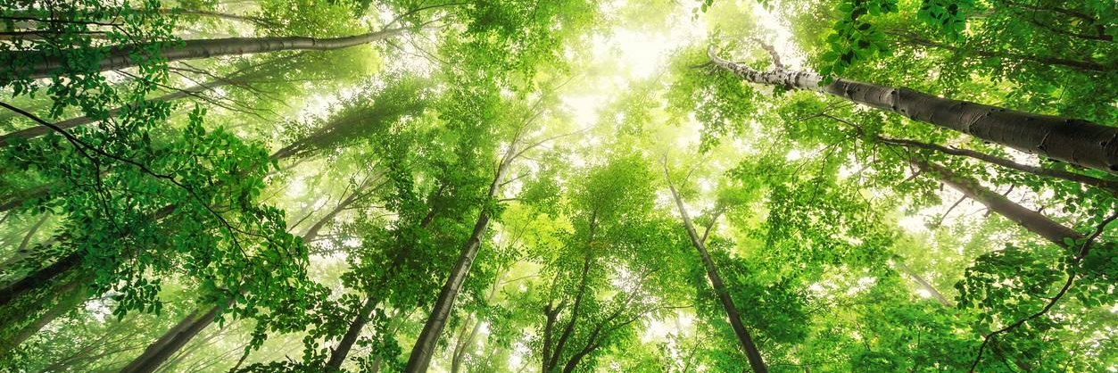 TreeServMag's profile banner image