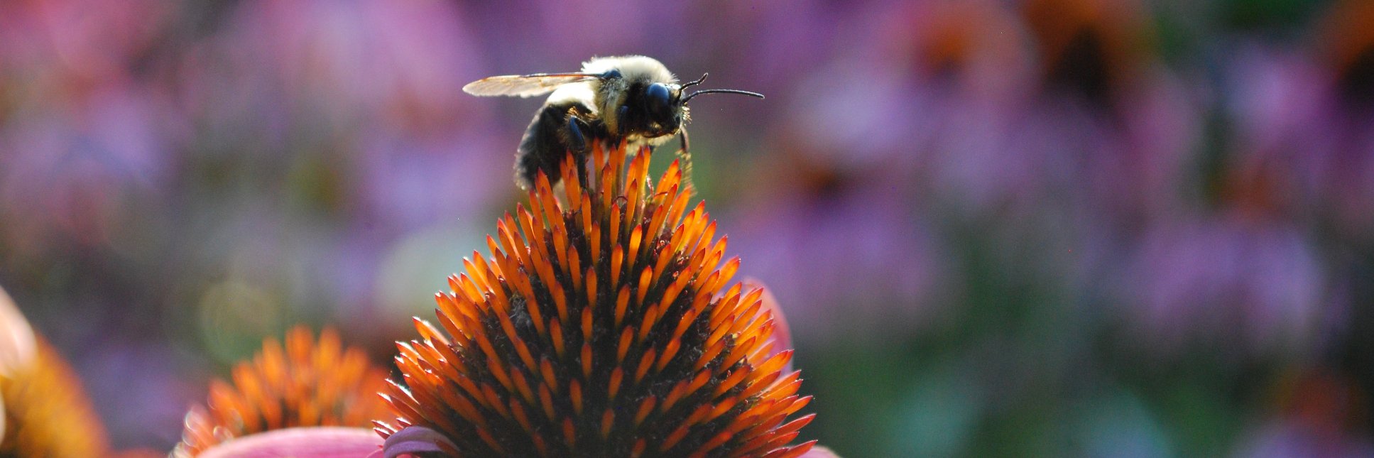 Vigo County Parks & Recreation Department banner