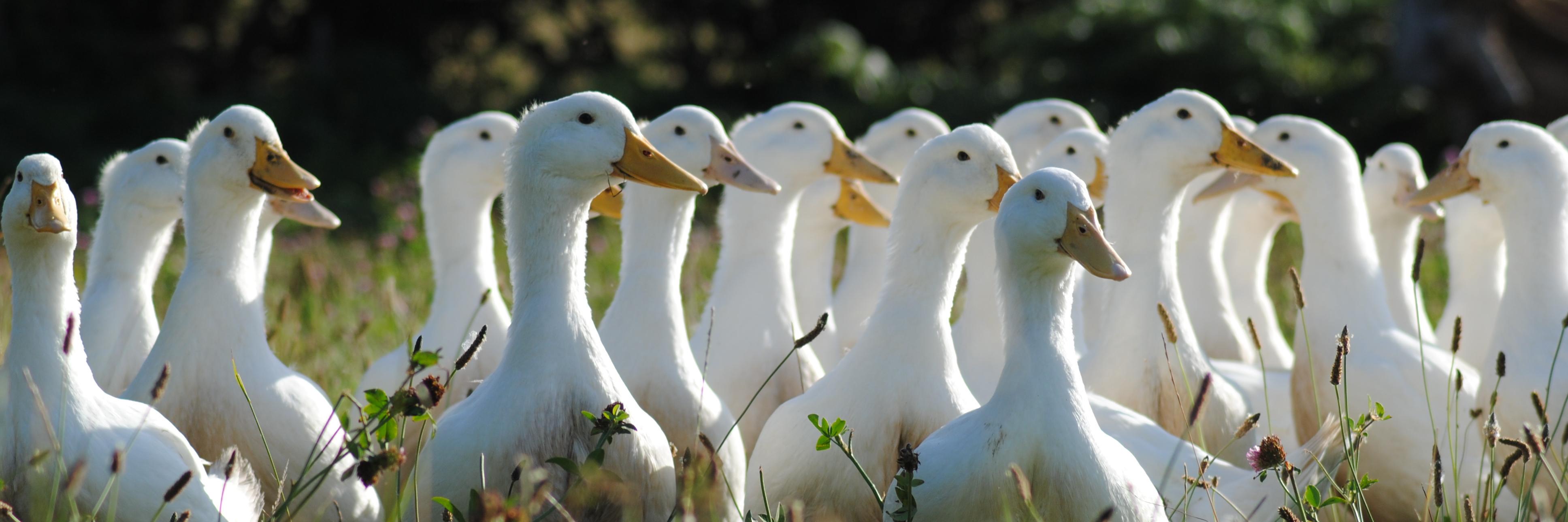 SalakeeFarm's profile banner image