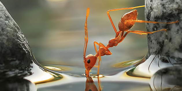 BiomimicryArg's profile banner image