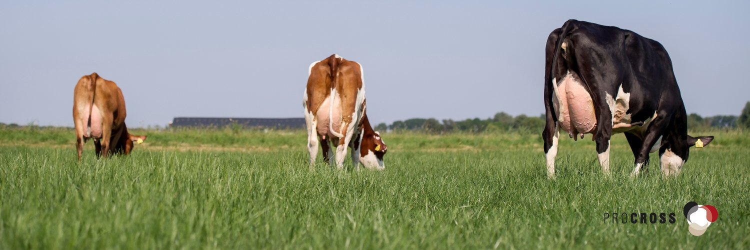 ProCROSS banner