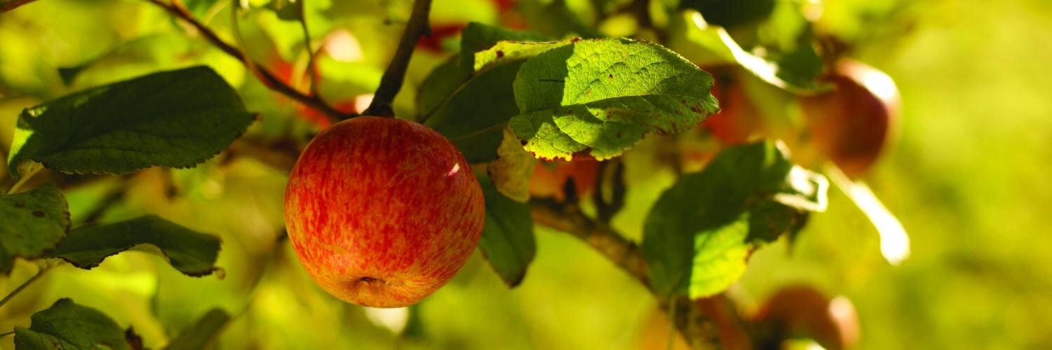 RealCornishGold's profile banner image