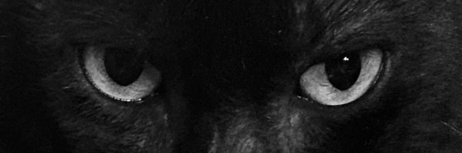kimcatesa's profile banner image