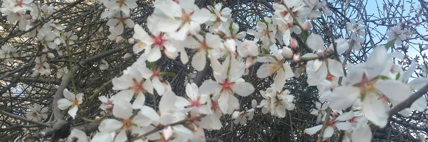 chacimusaoglu's profile banner image