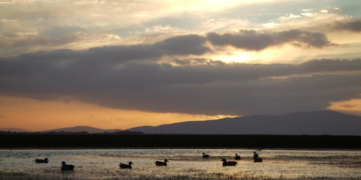 Robert Griffin banner