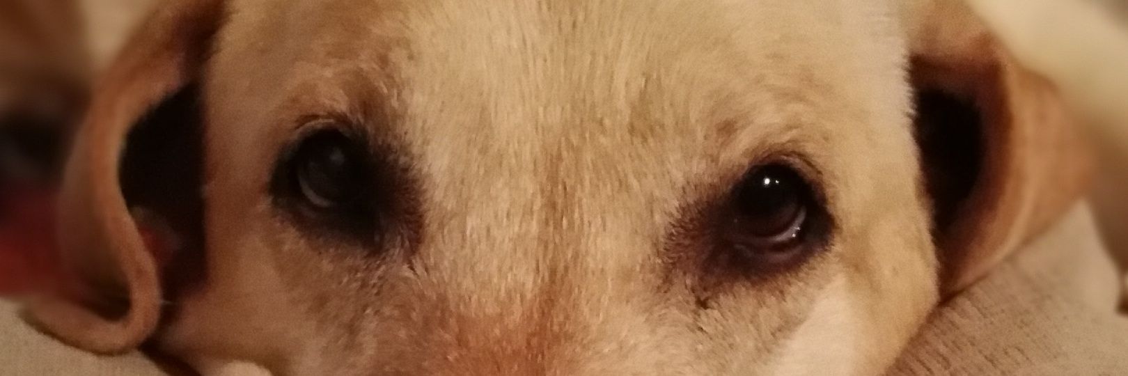 PasinettiSamuel's profile banner image