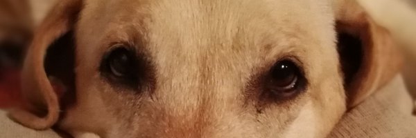 PasinettiSamuel Profile Banner