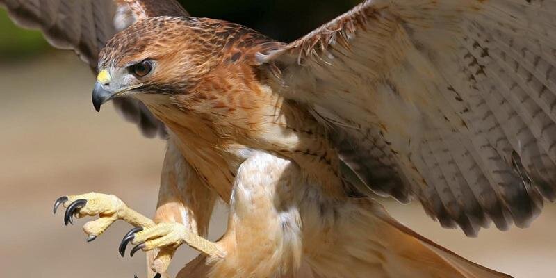 Halcon_PP_Scout's profile banner image