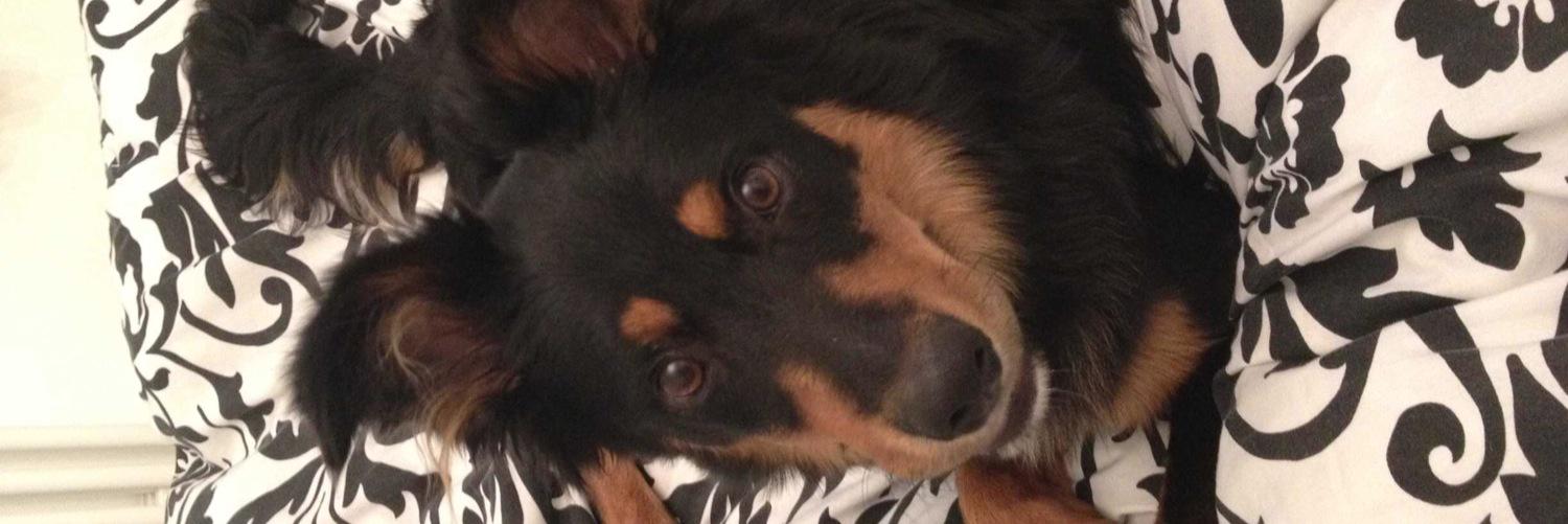 Tabithapusscat's profile banner image