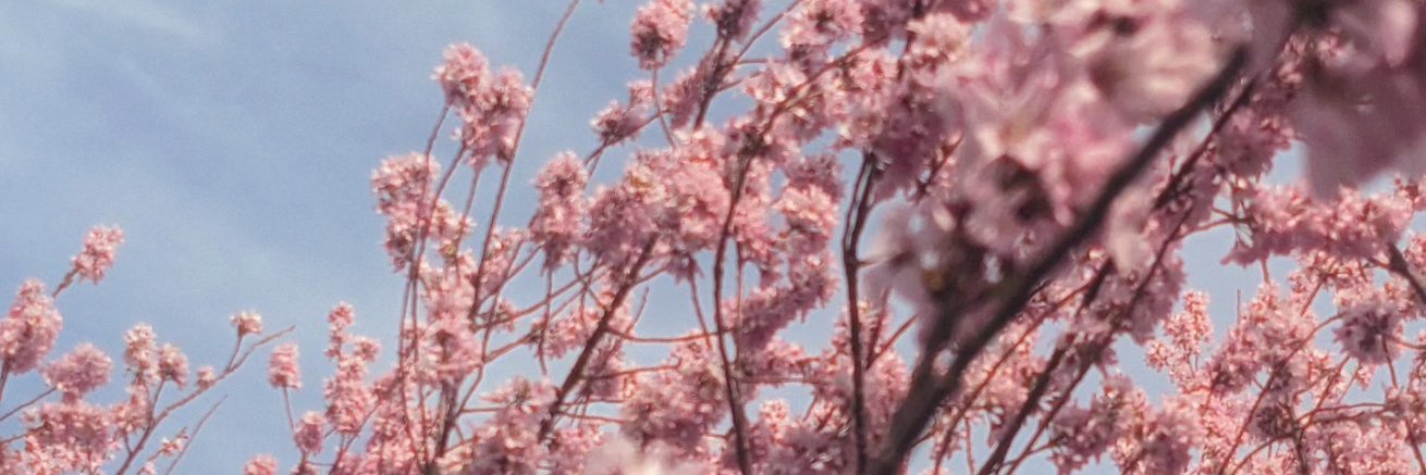 aoi_monogatari's profile banner image