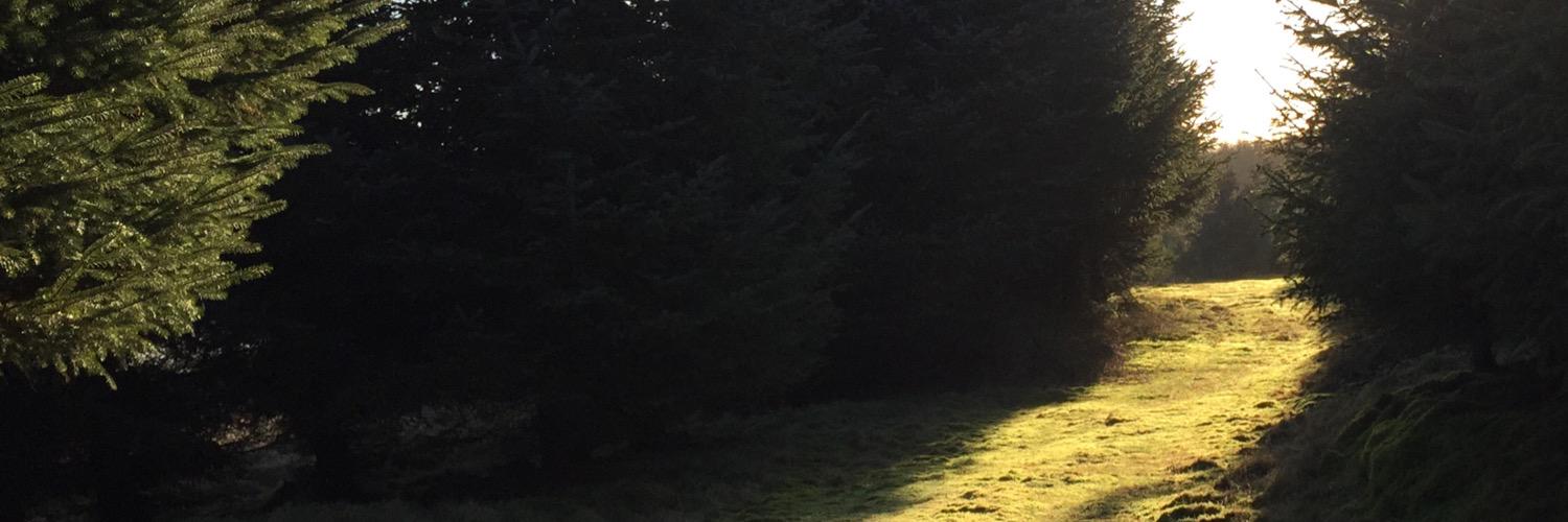 Jazzies's profile banner image