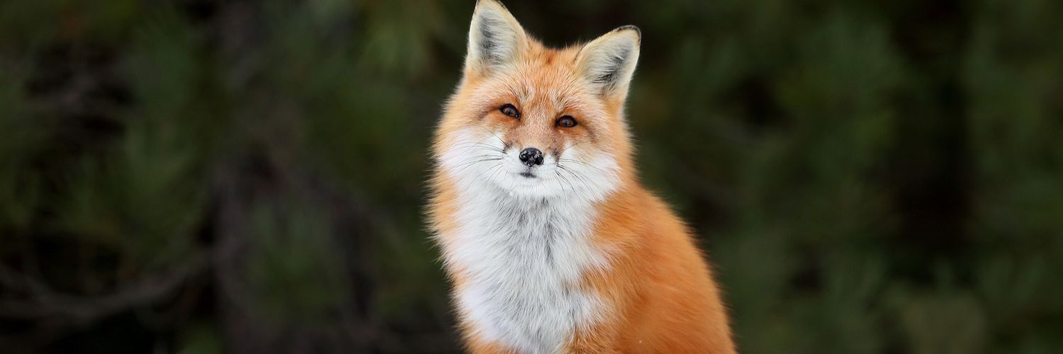 Nillloofaarr's profile banner image