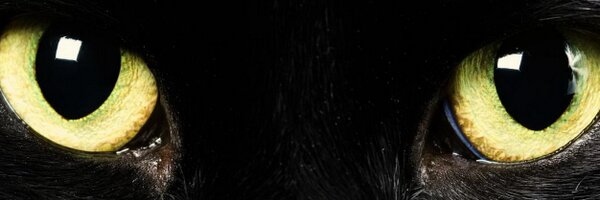 TwofficeCat Profile Banner