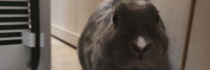 focalita's profile banner image
