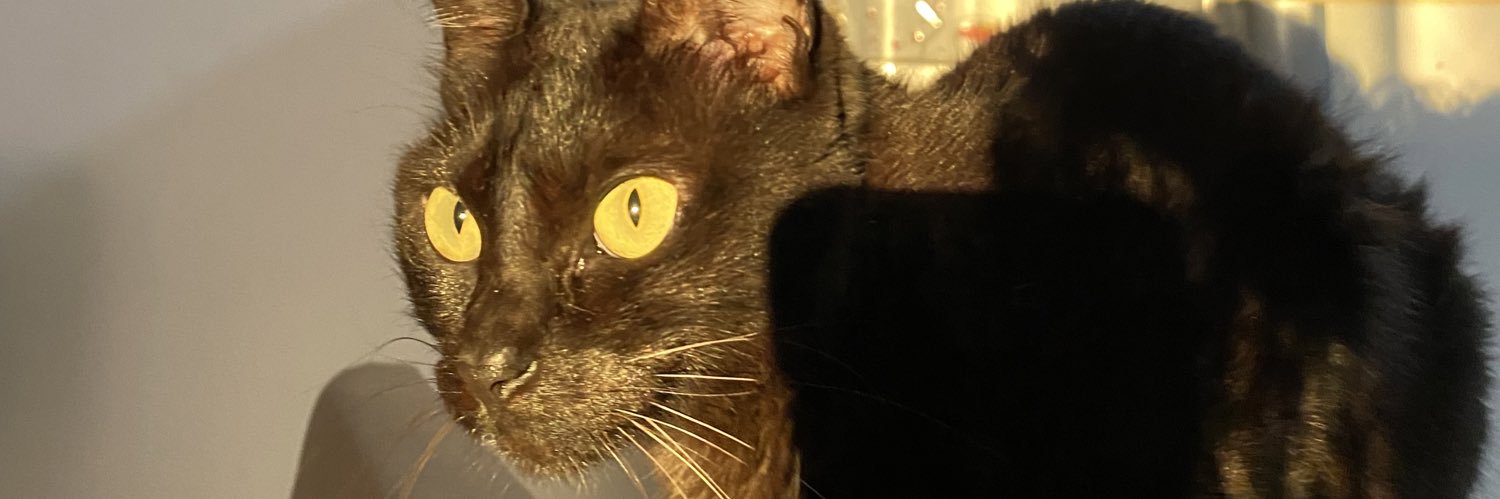 AnnaSorgatto's profile banner image