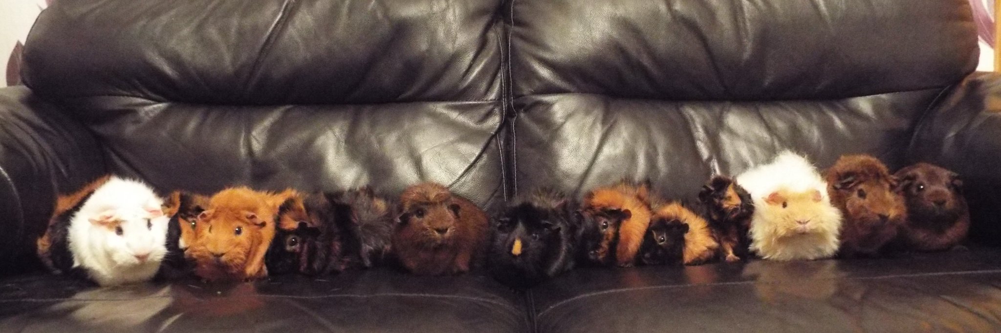 digitalpawsx's profile banner image