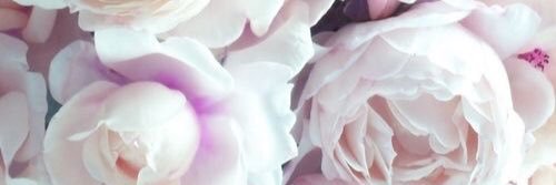 nvacsannie's profile banner image