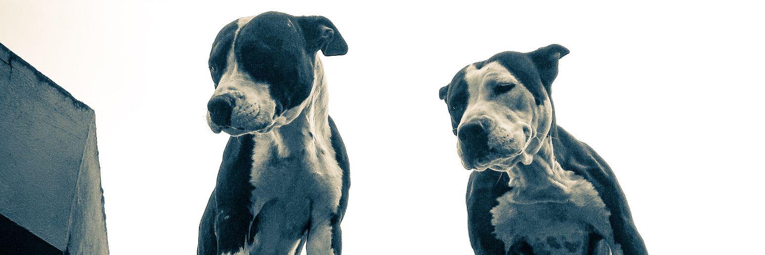 LichuCalderara's profile banner image