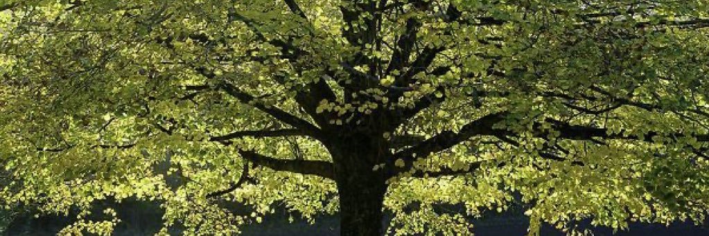 Reneeee_______'s profile banner image