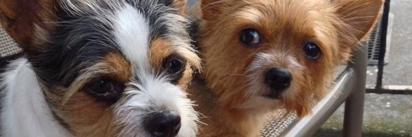 ChappellsShow Profile Banner