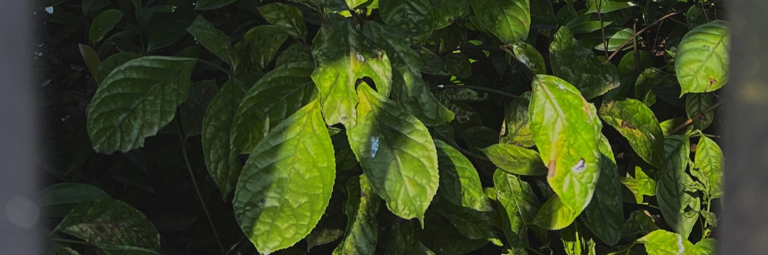 HotOneslike's profile banner image