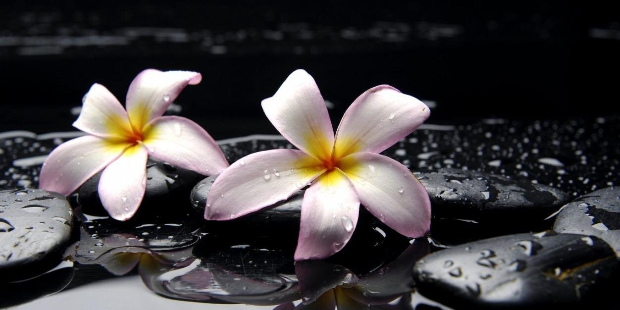 LotusProjects's profile banner image