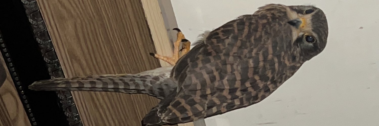 ||mrbeards||📚📊💰🥷 banner