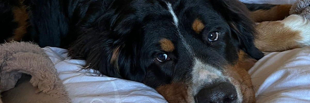 jokajeja's profile banner image