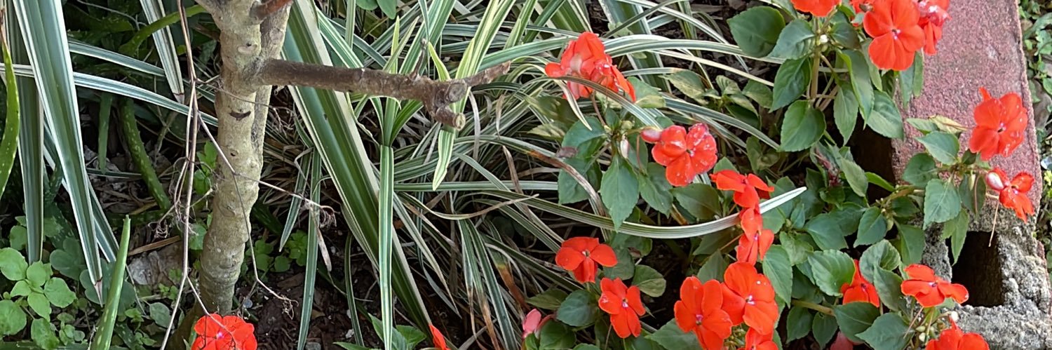 Cindyring's profile banner image