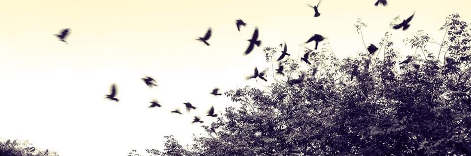blackglassmoons's profile banner image