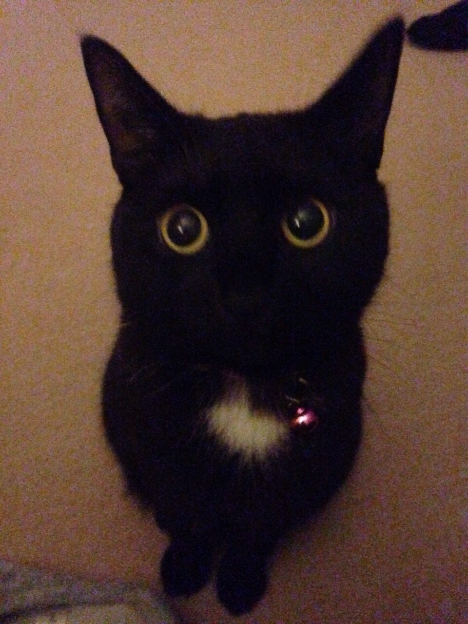 mollyhousecat's profile banner image