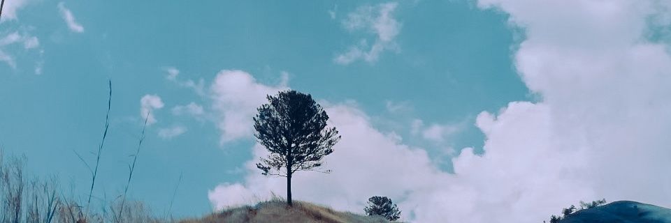 dafpus's profile banner image