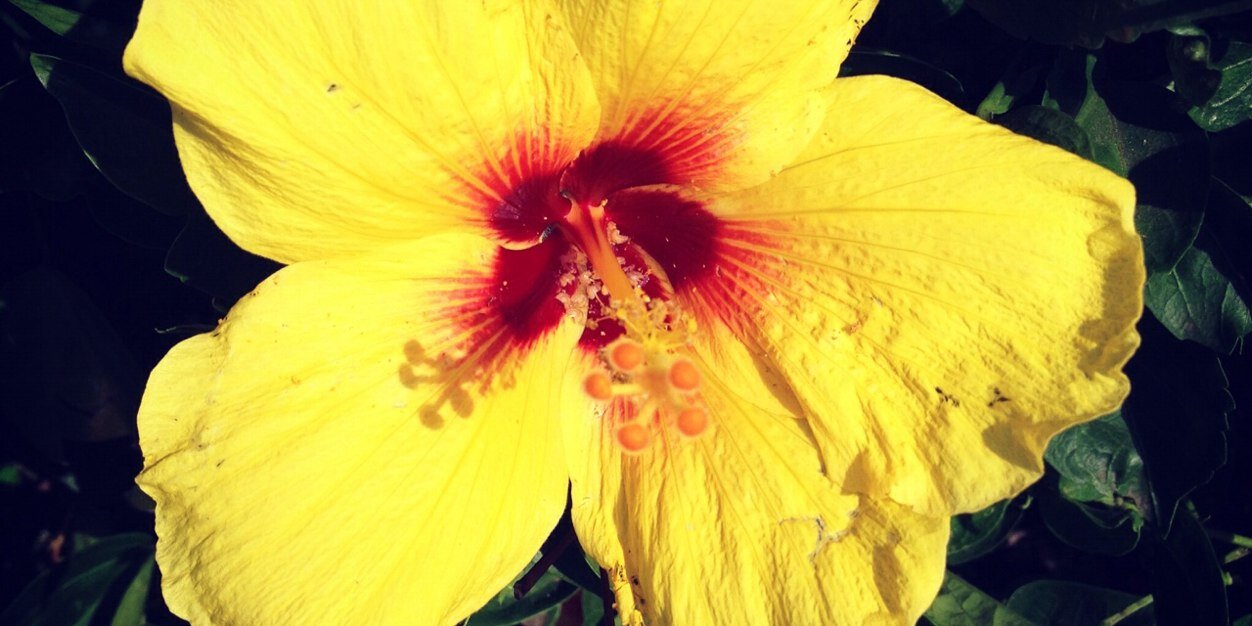 pascoeamanda's profile banner image