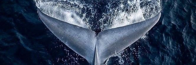 tereruva's profile banner image