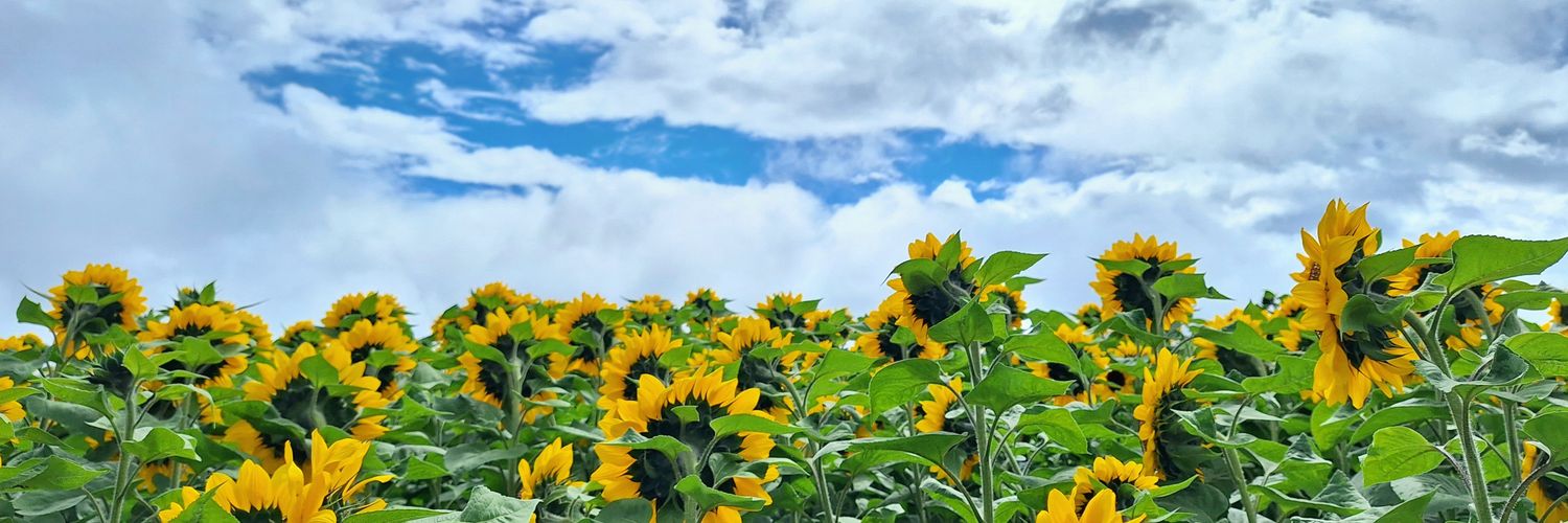 jasparallag's profile banner image