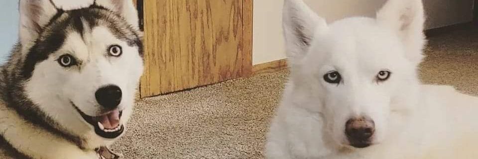 huskymint's profile banner image