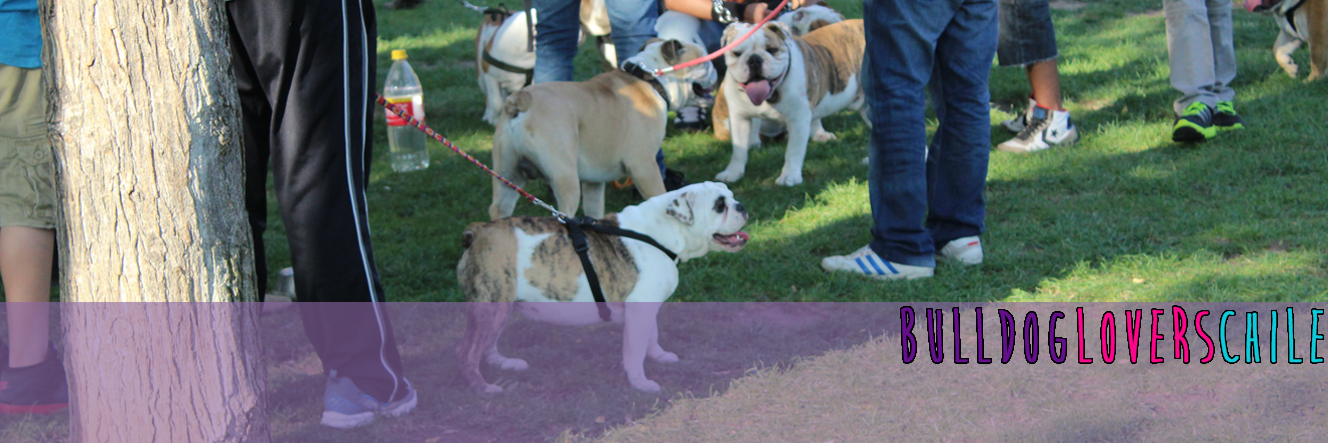 BulldogLoversCh's profile banner image