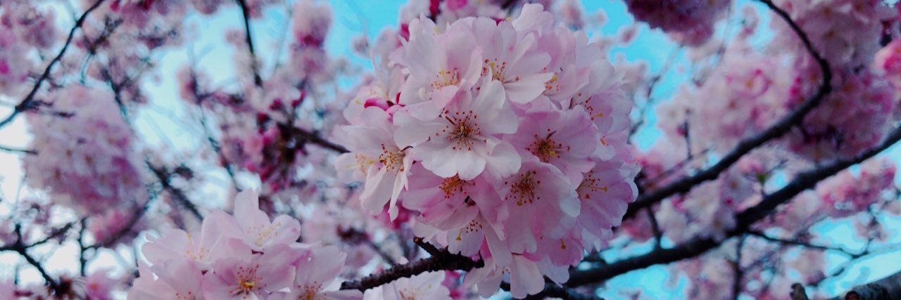 AMakodon's profile banner image