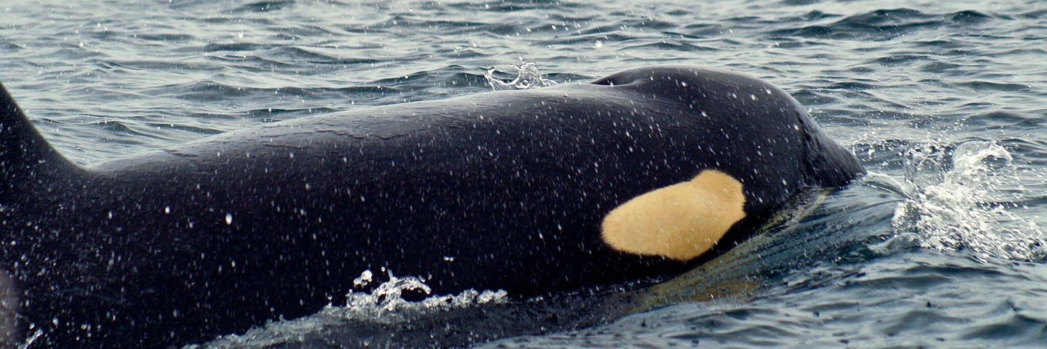 LoveSooke's profile banner image
