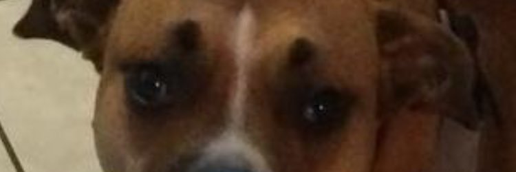 AlexBeanie's profile banner image