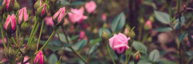 _abrarib's profile banner image