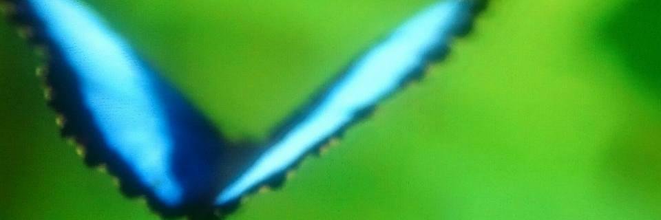 wolvering_72's profile banner image