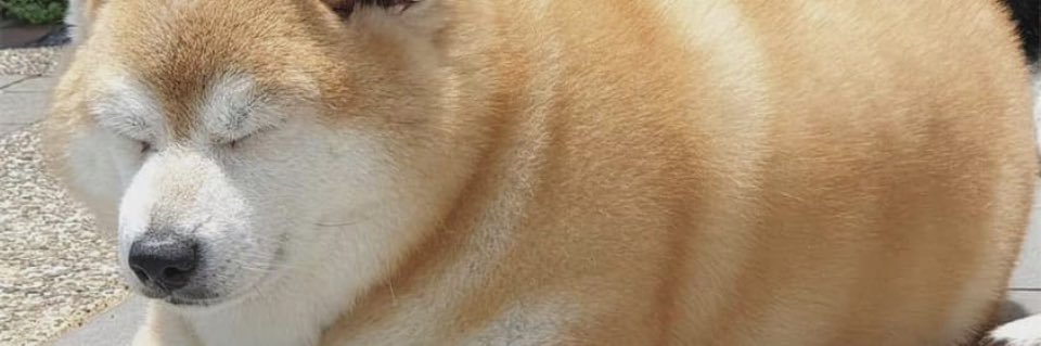 BurgerNinj0o2's profile banner image