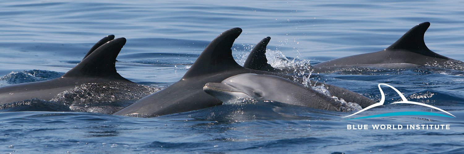 Blue World Institute banner