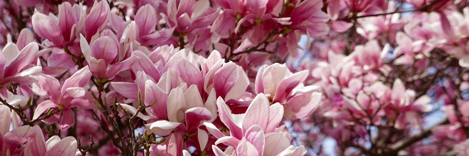 Dylan Selterman 🧠🐢👨‍🏫✍️🎙️ banner