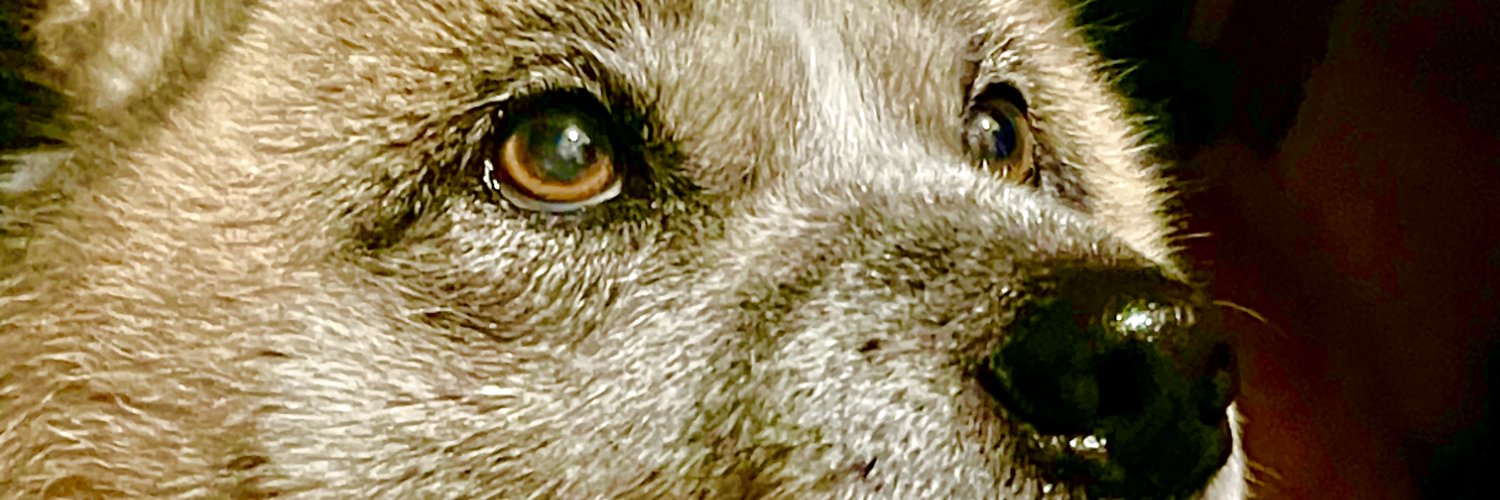 media0001's profile banner image