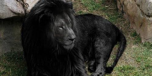 blaccklion_'s profile banner image