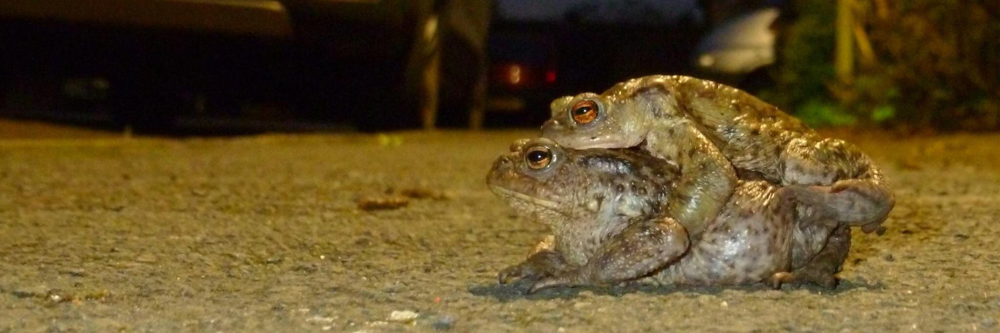 ToadsinStaines's profile banner image
