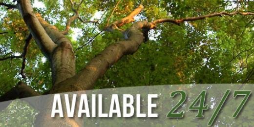 Stein Tree Service banner